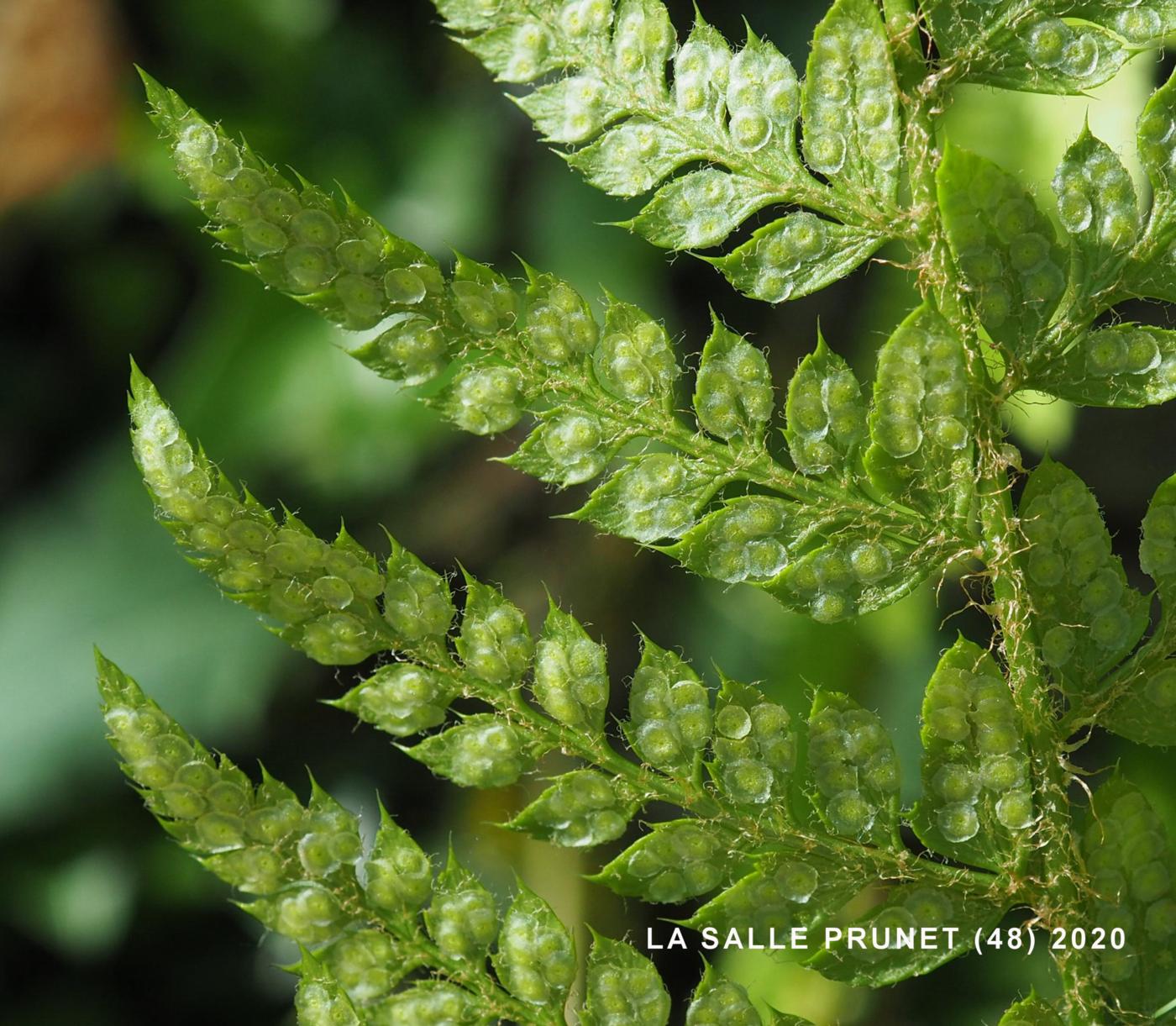 Fern, Hard Sheild flower